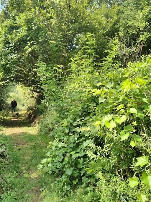 Tente Tipi En Pleine Foret Burzet