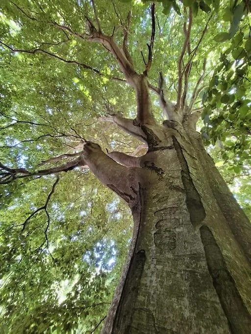 ラグジュアリーテント Tente Tipi En Pleine Foret Burzet